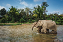 Elephants in Laos