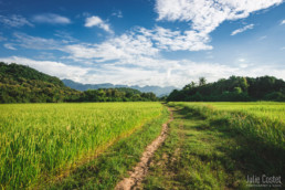 Rice fields, Northern Laos