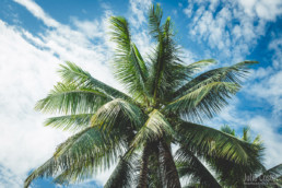 Palm Tree, Northern Laos