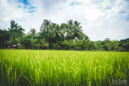 Rice fields, around Luang Prabang