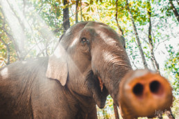 Elephant, Mondulkiri, Cambodia