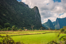 Rice fields, Vang Vieng