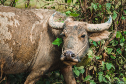 Water Buffalo