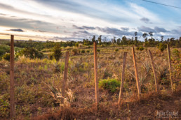 Bolaven Plateau