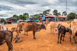 Village in Bolaven Plateau