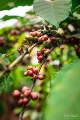 Coffee at the Bolaven Plateau