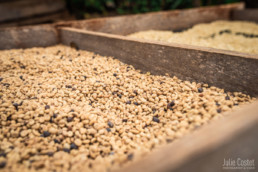 Coffee at the Bolaven Plateau