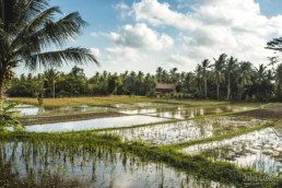 Rice fields in Bali