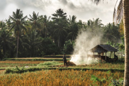 Rice fields in Indonesia