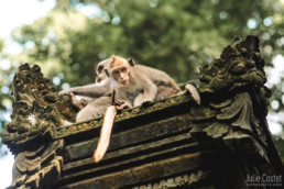 Monkeys, Ubud