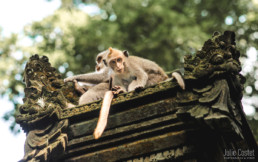 Monkeys, Ubud