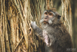 Monkey, Ubud