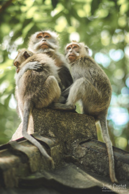 Monkeys, Ubud