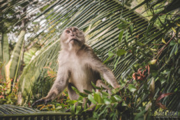 Monkey in the jungle, Thailand