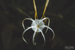 Flower, Laos