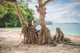 Monkeys at the beach, Landscape, Thailand