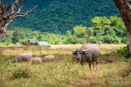 Roaming buffaloes, Northern Laos