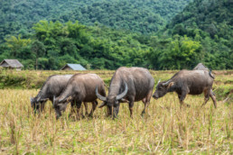 Roaming Buffaloes, Northern Laos